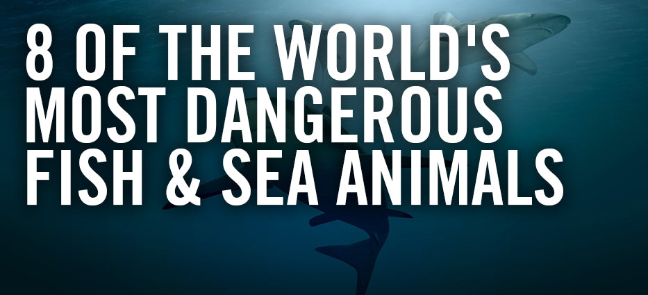 What are the most dangerous animals in the ocean