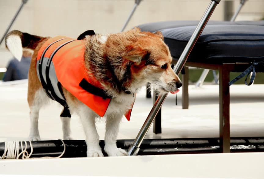 OUTWARD HOUND Granby RipStop Dog Life Jacket, X-Large Bright Orange 