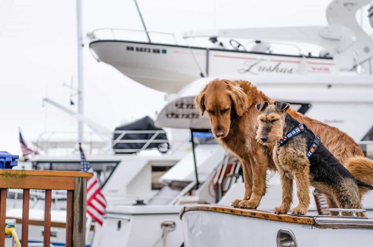 Boat Dog Accessories Recommended by Something Wagging