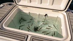 Live Bait Wells: The Complete Guide for Anglers
