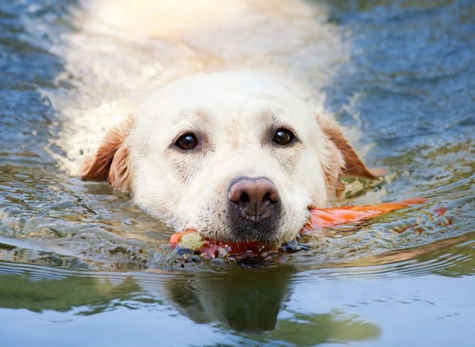 Pet Meets Pontoon: 8 Important Steps to Keep Your Pets Safe on the Water